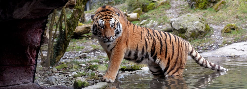 Amutiger Sayan im Zoo Zürich.