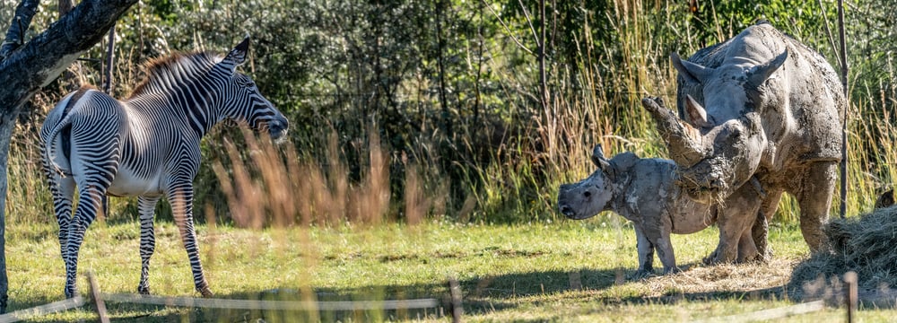 Nashornkalb Ushindi beim ersten Ausflug in die Savanne.