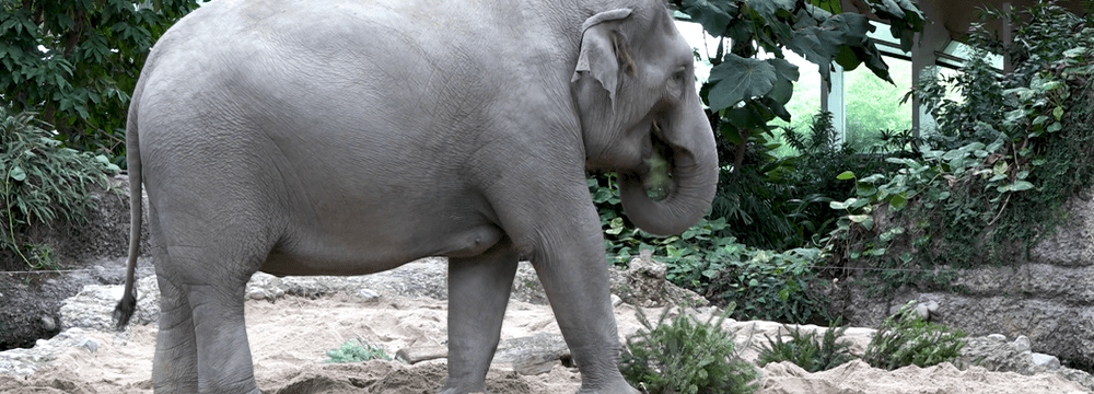 Christbaumverfüttern 2021/2022, Asiatischer Elefant.