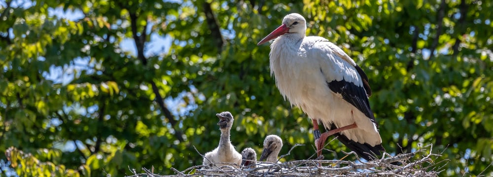 Jungstörche mit Storchenmutter im Horst. 