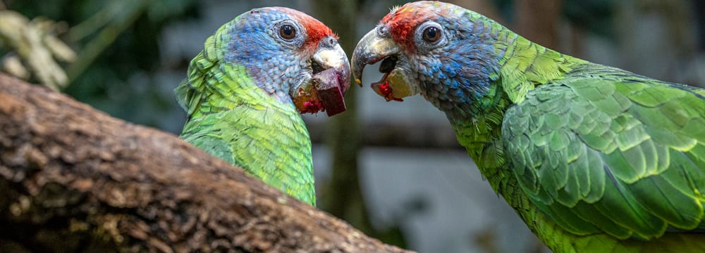 Foto: Zoo Zürich, Enzo Franchini Rotschwanzamazonen im Zoo Zürich.