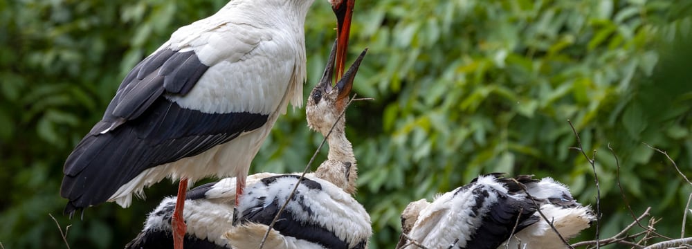 Storchenmutter füttert ihr Jungtier mit dem Schnabel. 