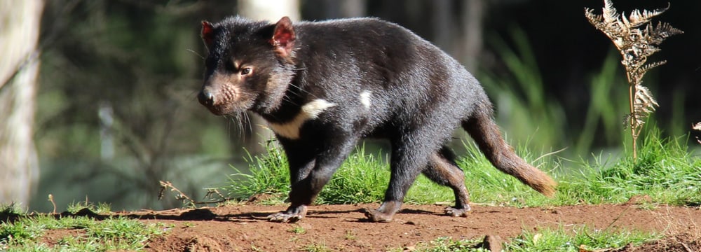 Foto: Australian Reptile Park Beutelteufel