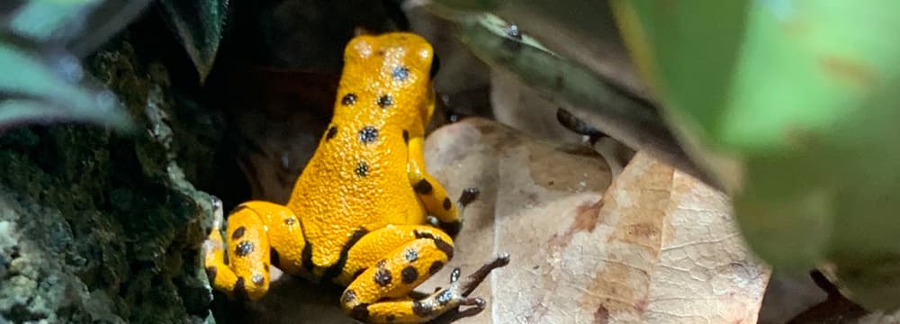 Foto: Zoo Zürich, Leyla Davis Erdbeerfröschchen im Zoo Zürich
