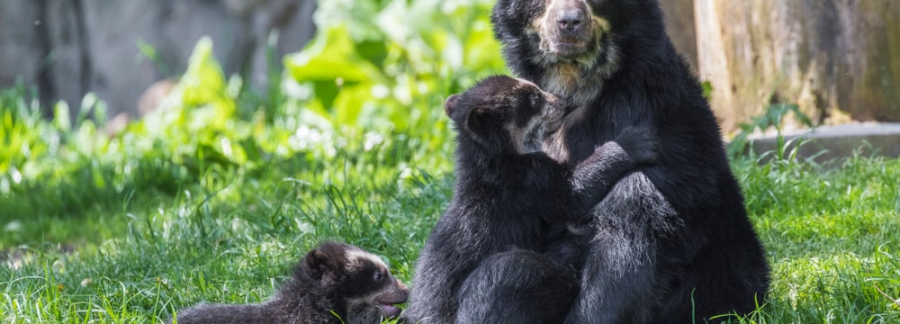 Foto: Zoo Zürich, Enzo Franchini Brillenbären-Zwillinge im Zoo Zürich