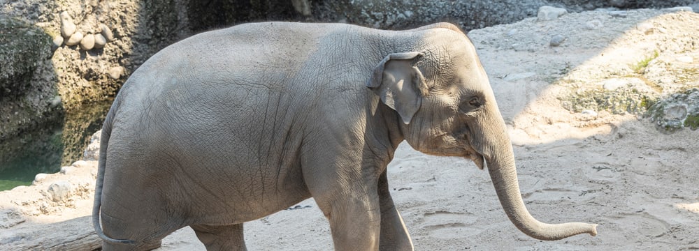 Asiatischer Elefant Ruwani im Kaeng Krachan Elefantenpark des Zoo Zürich.