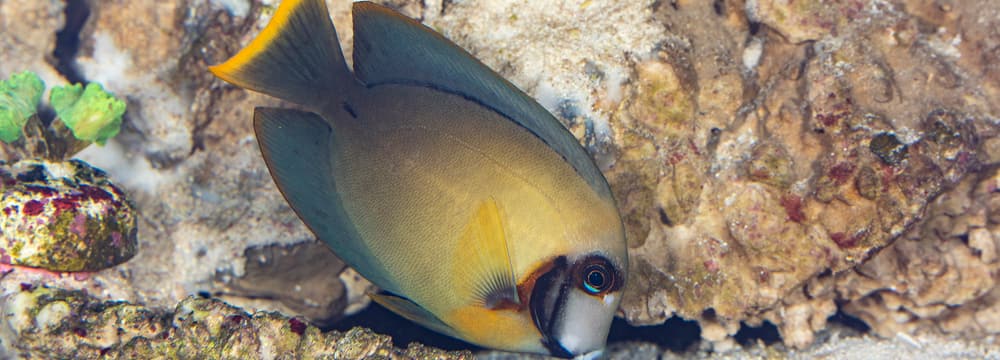 Foto: Zoo Zürich, Enzo Franchini Schokoladen-Doktorfisch im Zoo Zürich.