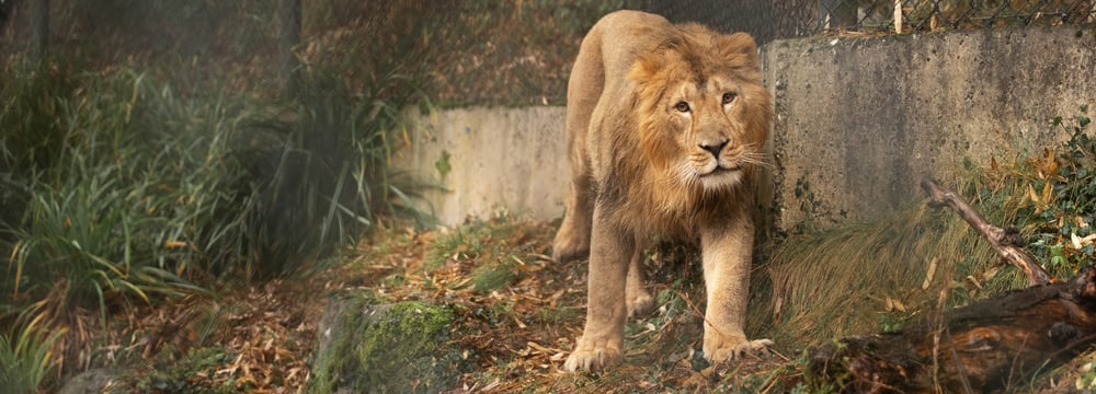 Asiatischer Löwe Jadoo im Zoo Zürich.