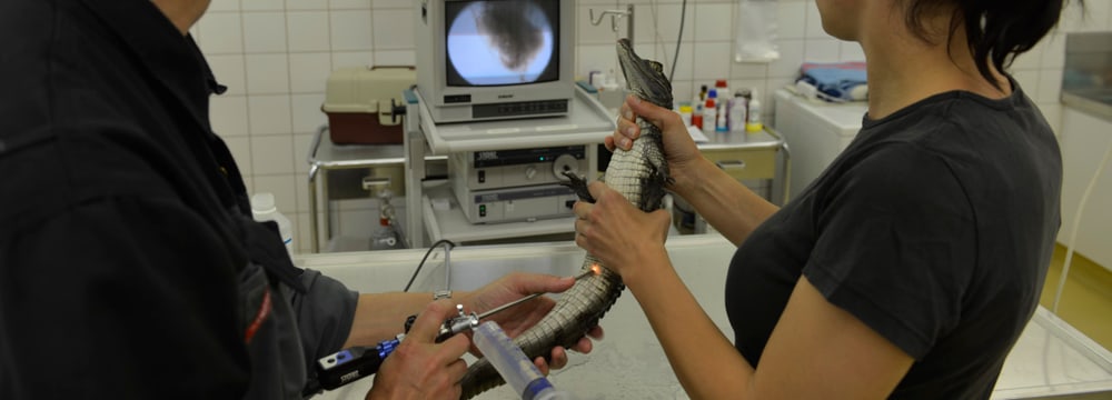 Foto: Zoo Zürich, Samuel Furrer Veterinärstation im Zoo Zürich