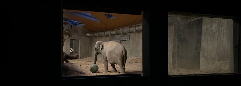 Foto: Zoo Zürich, Nicole Schnyder Elefantenkuh Farha während der Geburt.