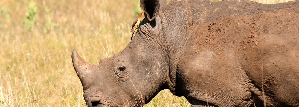 Foto: Zoo Zürich, Martin Bauert Östliches Spitzmaulnashorn im Lewa Wildlife Conservancy in Kenia.