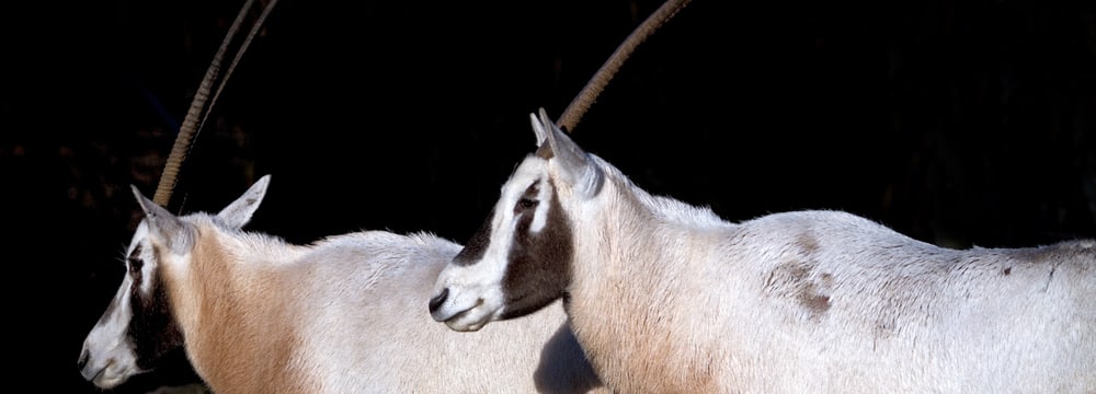Arabische oryx in Zoo Zurich.