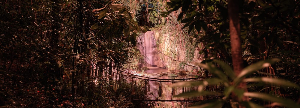Foto: Zoo Zürich, Nick Soland Event Masoala by Night im Masoala Regenwald des Zoo Zürich.