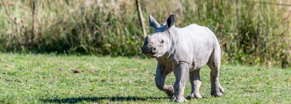 Breitmaulnashorn Ushindi in der Lewa Savanne des Zoo Zürich