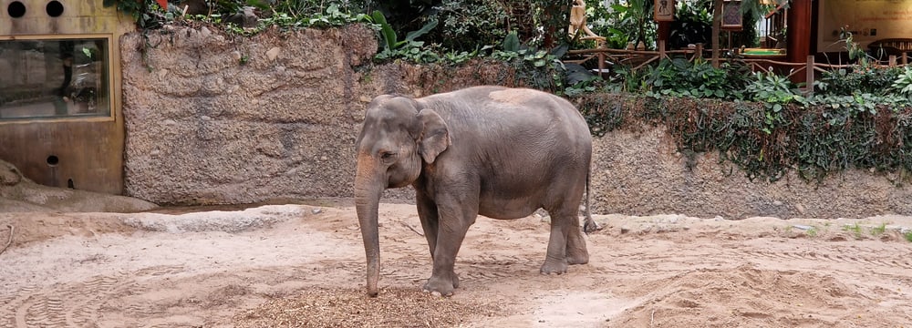 Asiatischer Elefant Panang in der Innenanlage des Kaeng Krachan Elefantenparks im Zoo Zürich.