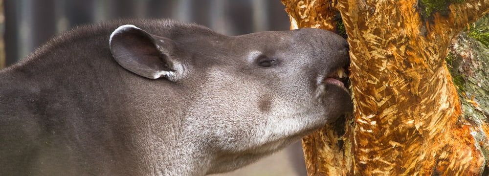 Foto: Zoo Zürich, Enzo Franchini Flachlandtapir im Zoo Zürich.