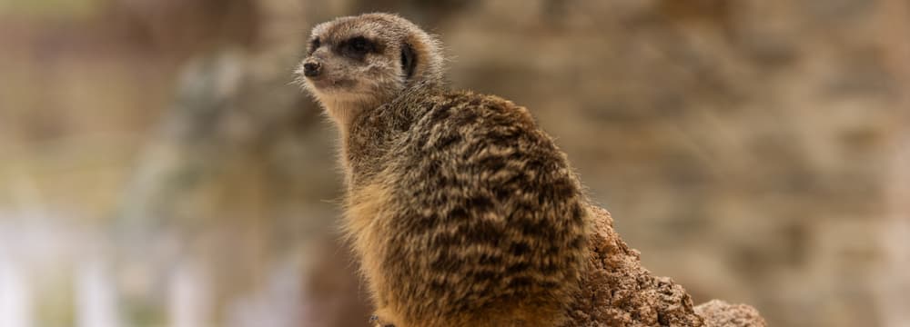 Meerkat