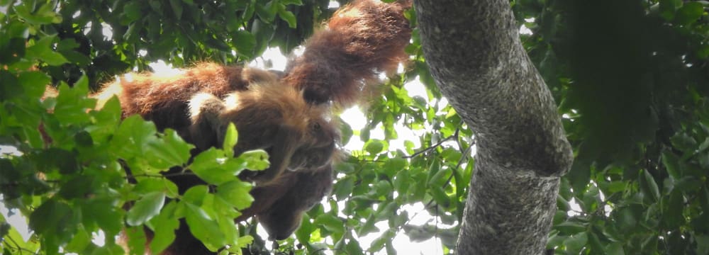 Sumatra-Orang-Utans Edelweiss (Mutter) und Eja in Jantho, Sumatra.