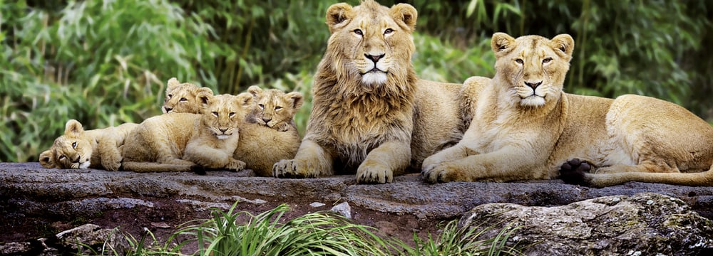 Indische Löwen im Zoo Zürich.