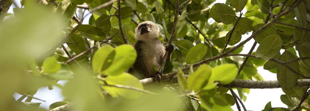 Foto: Zoo Zürich, Martin Bauert Weisskopfmaki im Masoala Nationalpark.
