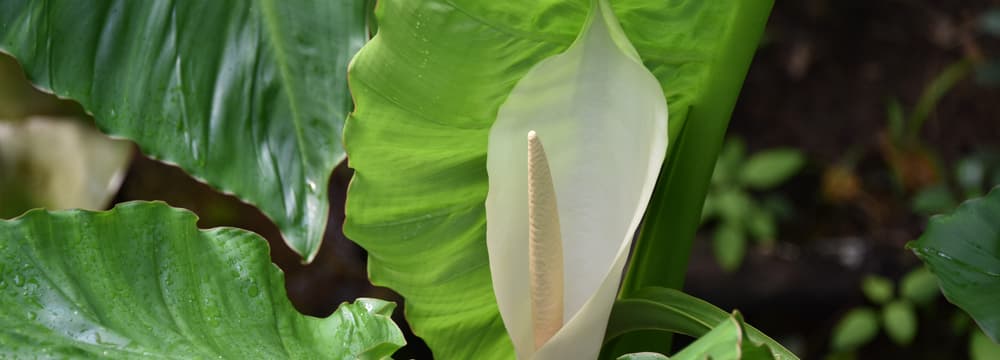 Foto: Zoo Zürich, Robert Zingg Aronstab-Scheinbaum im Masoala Regenwald des Zoo Zürich