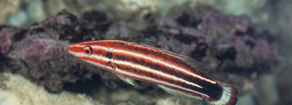 Crescent-tail hogfish Crescent-tail hogfish
