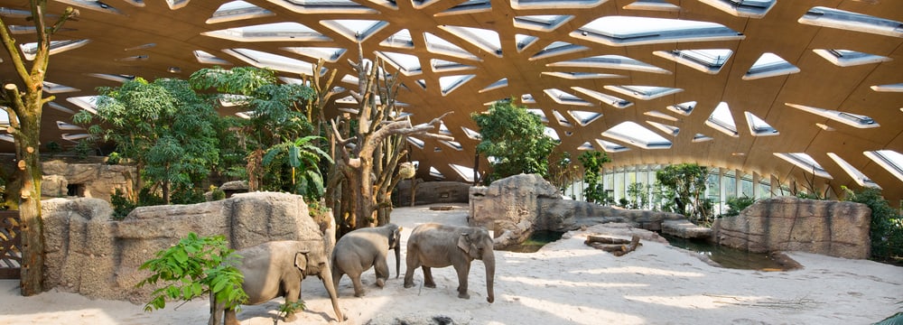 Asiatische Elefanten in der Innenanlage des Kaeng Krachan Elefantenparks im Zoo Zürich.