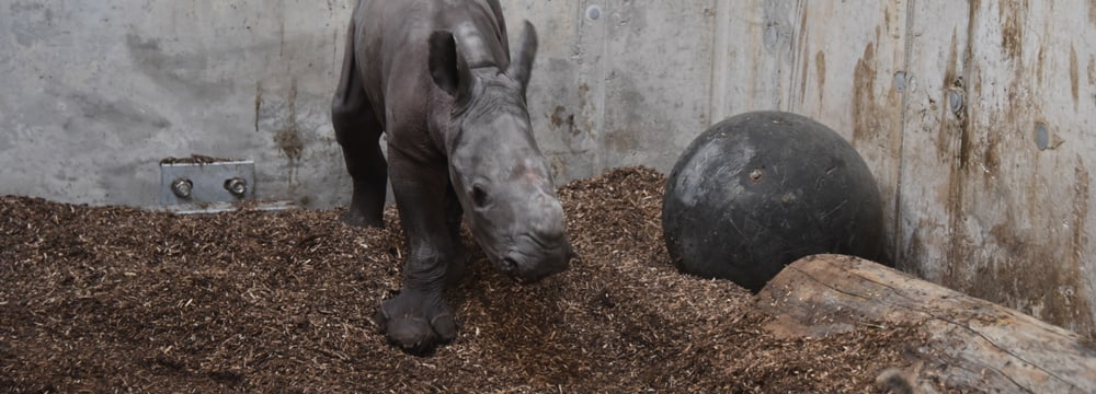 Foto: Zoo Zürich, Cordula Galeffi Breitmaulnashornkalb