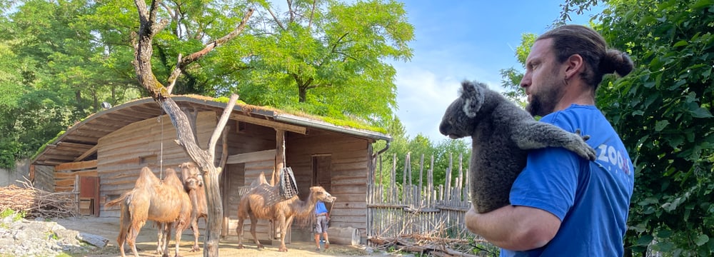 Foto: Zoo Zürich, Sandro Schönbächler Tierpfleger Philipp Lederle macht einen Spaziergang durch den Zoo mit Koala Uki.