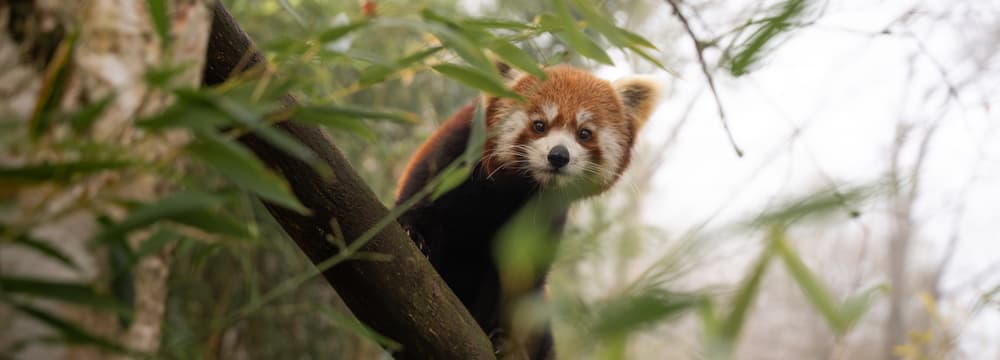Kleiner Panda im Zoo Zürich.