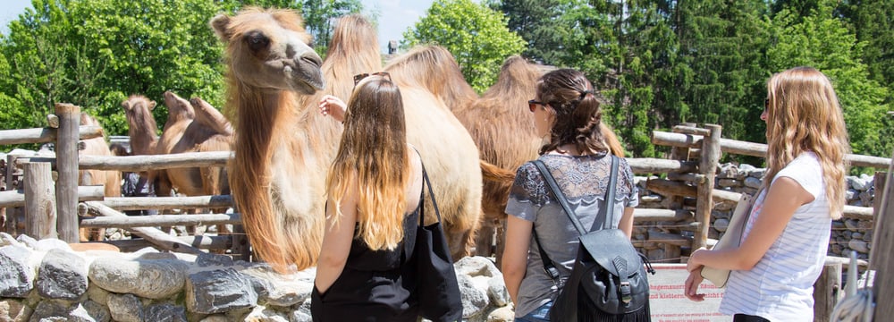 Besucherinnen bei einer Kamel-Begegnung in der Mongolischen Steppe des Zoo Zürich.