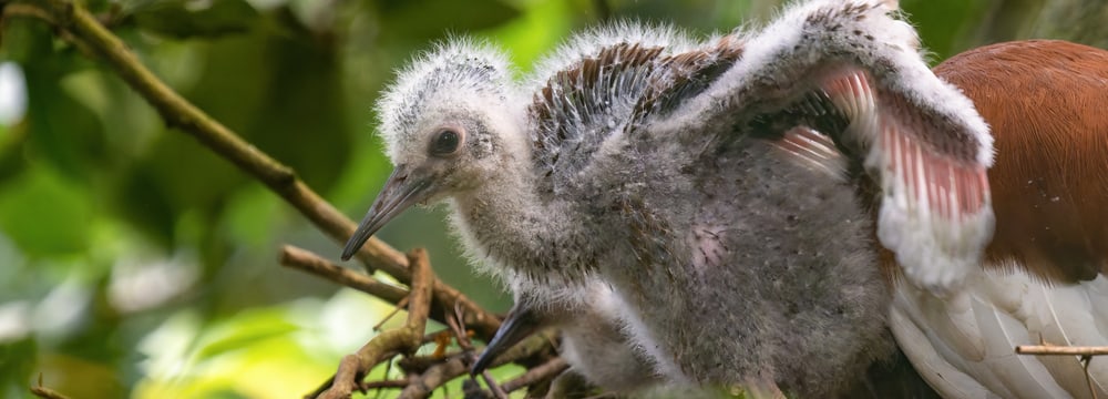 Foto: Zoo Zürich, Fabio Süess Mähnenibisküken im Masoala Regenwald des Zoo Zürich.