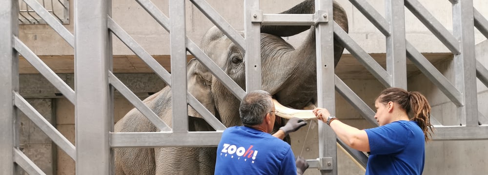Tierpfleger Kurt Ammacher und Tierpflegerin Sabrina Markzoll behandeln im Managementbereich des Kaeng Krachan Elefantenparks im Zoo Zürich bei Elefant Thai einen abgebrochenen Stosszahn.