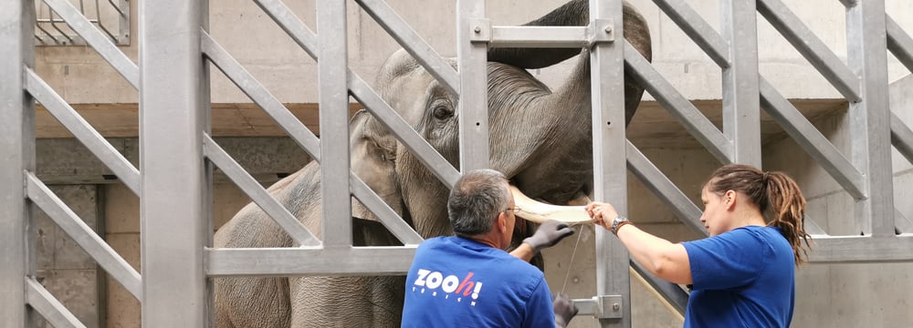 Foto: Zoo Zürich Tierpfleger Kurt Ammacher und Tierpflegerin Sabrina Markzoll behandeln im Managementbereich des Kaeng Krachan Elefantenparks im Zoo Zürich bei Elefant Thai einen abgebrochenen Stosszahn.