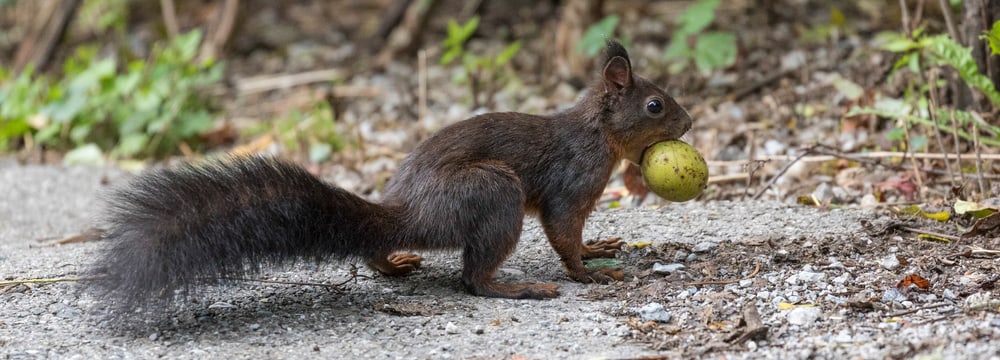 Foto: Zoo Zürich, Enzo Franchini Ein Eichhörnchen läuft mit einer Frucht durch den Zoo Zürich.