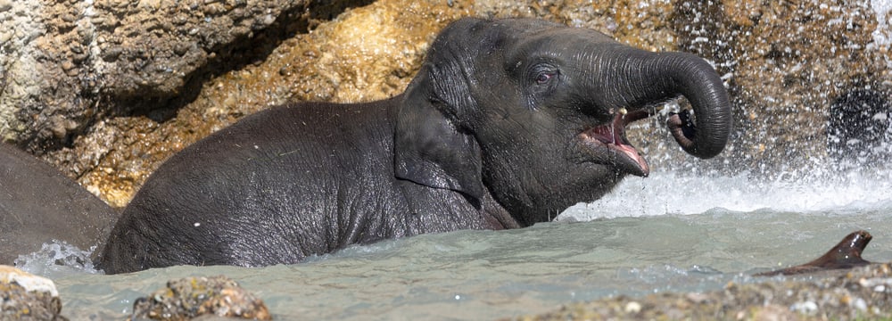 Umesh beim Baden. 