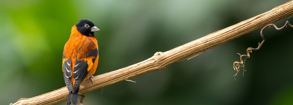 Kapuzenzeisig im Zoo Zürich.