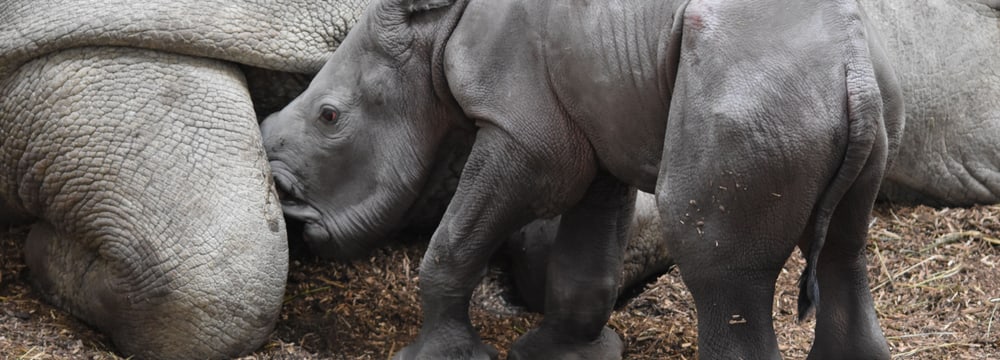 Breitmaulnashorn Ushindi im Zoo Zürich.