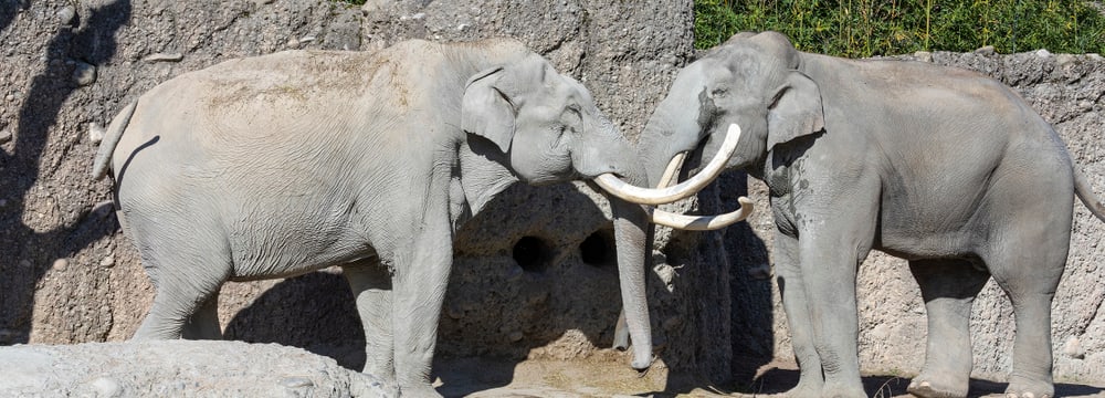 Asiatische Elefanten Maxi und Thai im Kaeng Krachan Elefantenpark im Zoo Zürich.
