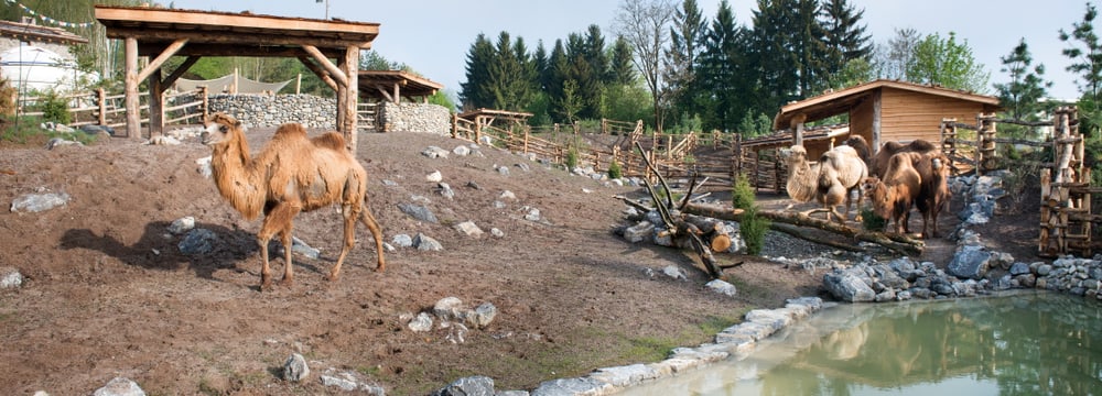 Mongolische Steppe im Zoo Zürich.