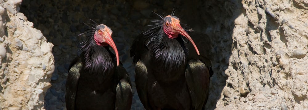 Foto: Zoo Zürich, Enzo Franchini Waldrappen im Zoo Zürich