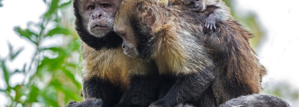 Foto: Zoo Zürich, Enzo Franchini Gelbbrustkapuziner im Zoo Zürich