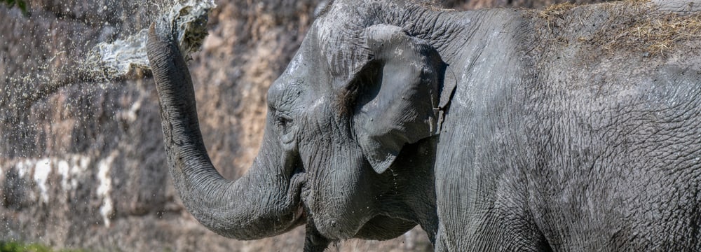 Asian elephant Panang in the Kaeng Krachan Elephant Park at Zoo Zurich.