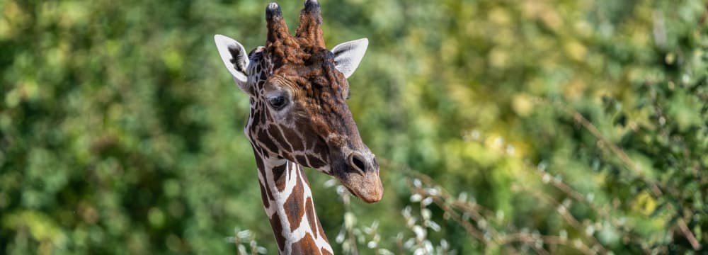 Netzgiraffenbulle Obi in der Lewa Savanne des Zoo Zürich.