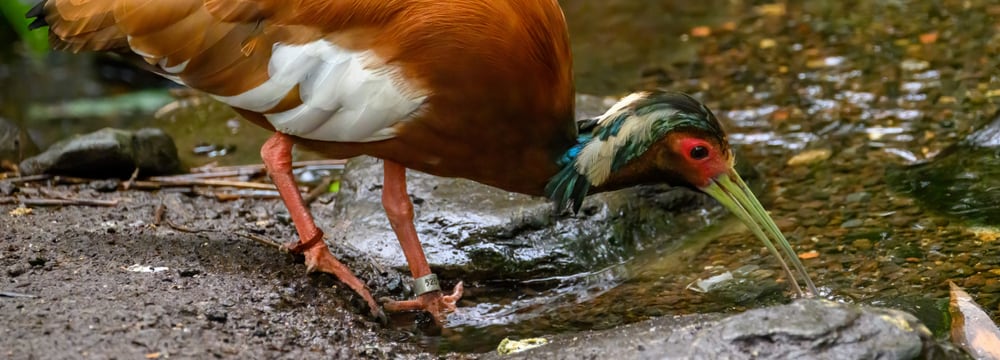 Foto: Zoo Zürich, Fabio Süess Mähnenibis im Masoala Regenwald des Zoo Zürich.