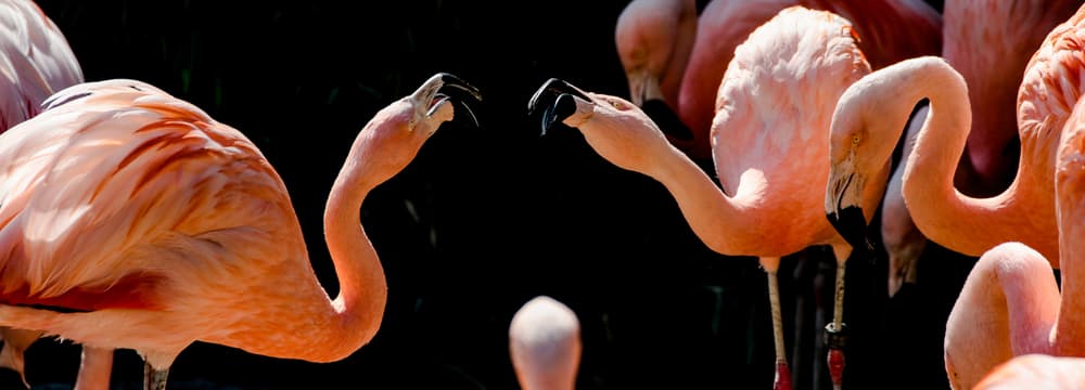 Foto: Zoo Zürich, Jérémie Dubois Zwei Chileflamingos beäugen sich im Zoo Zürich