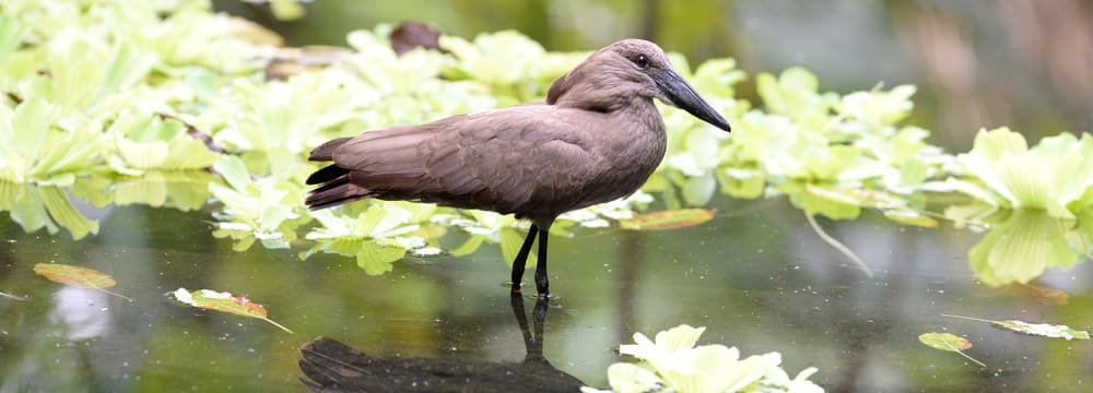 Foto: Zoo Zürich, Corinne Invernizzi Hammerkopf im Zoo Zürich.