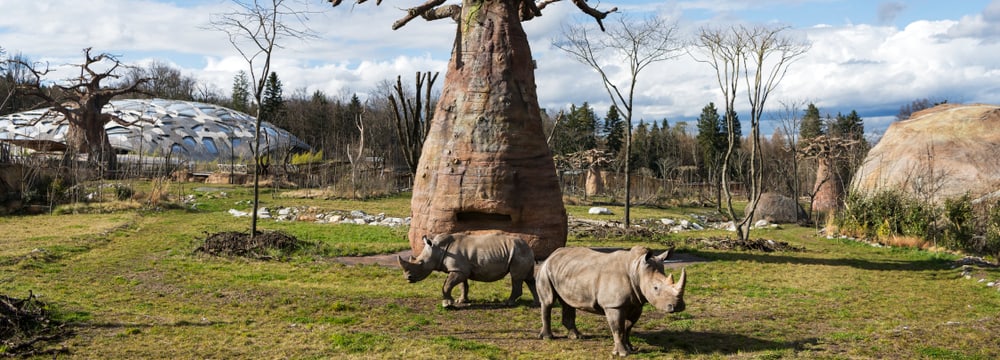 Foto: Zoo Zürich, Goran Basic Breitmaulnashörner und Futterbaum in der Lewa Savanne.