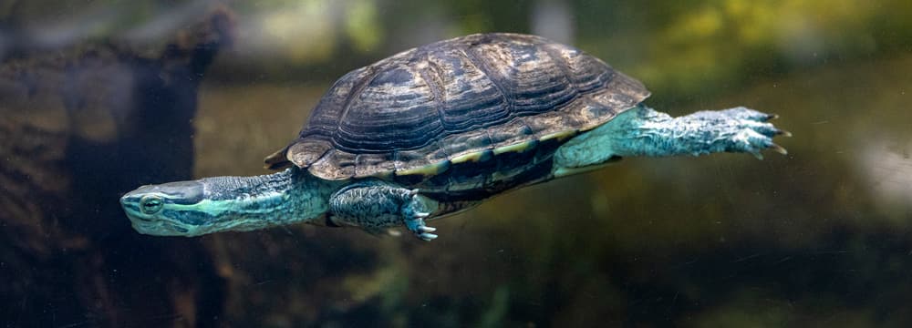 Annam Bachschildkröte im Zoo Zürich
