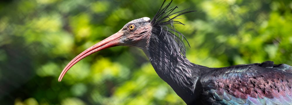 Foto: Zoo Zürich, Enzo Franchini Waldrapp im Zoo Zürich.